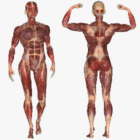 3D model Male Muscular Anatomy (Rigged)